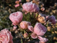 Schockgefrostete Pracht - gesehen in Diespeck (Foto: Renate Wick)