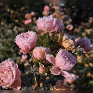 Schockgefrostete Pracht - gesehen in Diespeck (Foto: Renate Wick)
