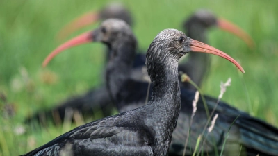 Die Vögel kommen selten vor. (Archivbild)  (Foto: Felix Kästle/dpa)
