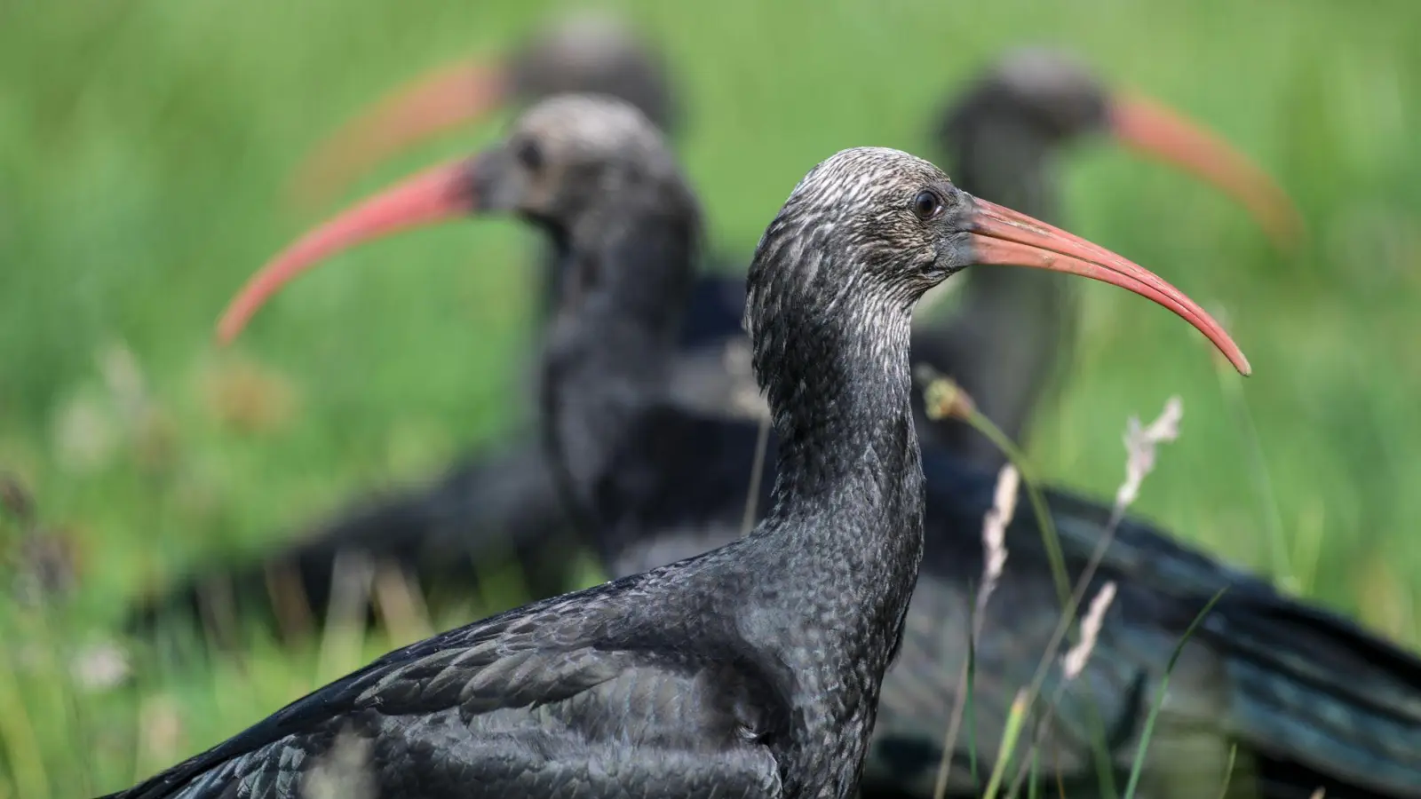 Die Vögel kommen selten vor. (Archivbild)  (Foto: Felix Kästle/dpa)