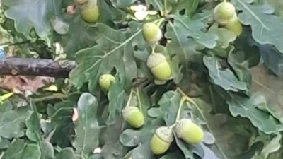 Die Jäger sprechen von einem guten Mastjahr, wenn viele Eicheln an den Bäumen hängen. (Foto: Fritz Arnold)