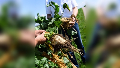 Zuckerrüben wachsen unter der Erde. Sie werden ausgekocht, um Zucker zu gewinnen. (Foto: Edith Geuppert/dpa/dpa-tmn)