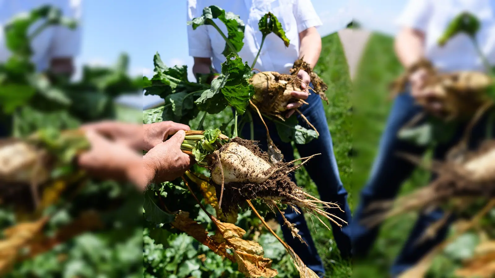 Zuckerrüben wachsen unter der Erde. Sie werden ausgekocht, um Zucker zu gewinnen. (Foto: Edith Geuppert/dpa/dpa-tmn)