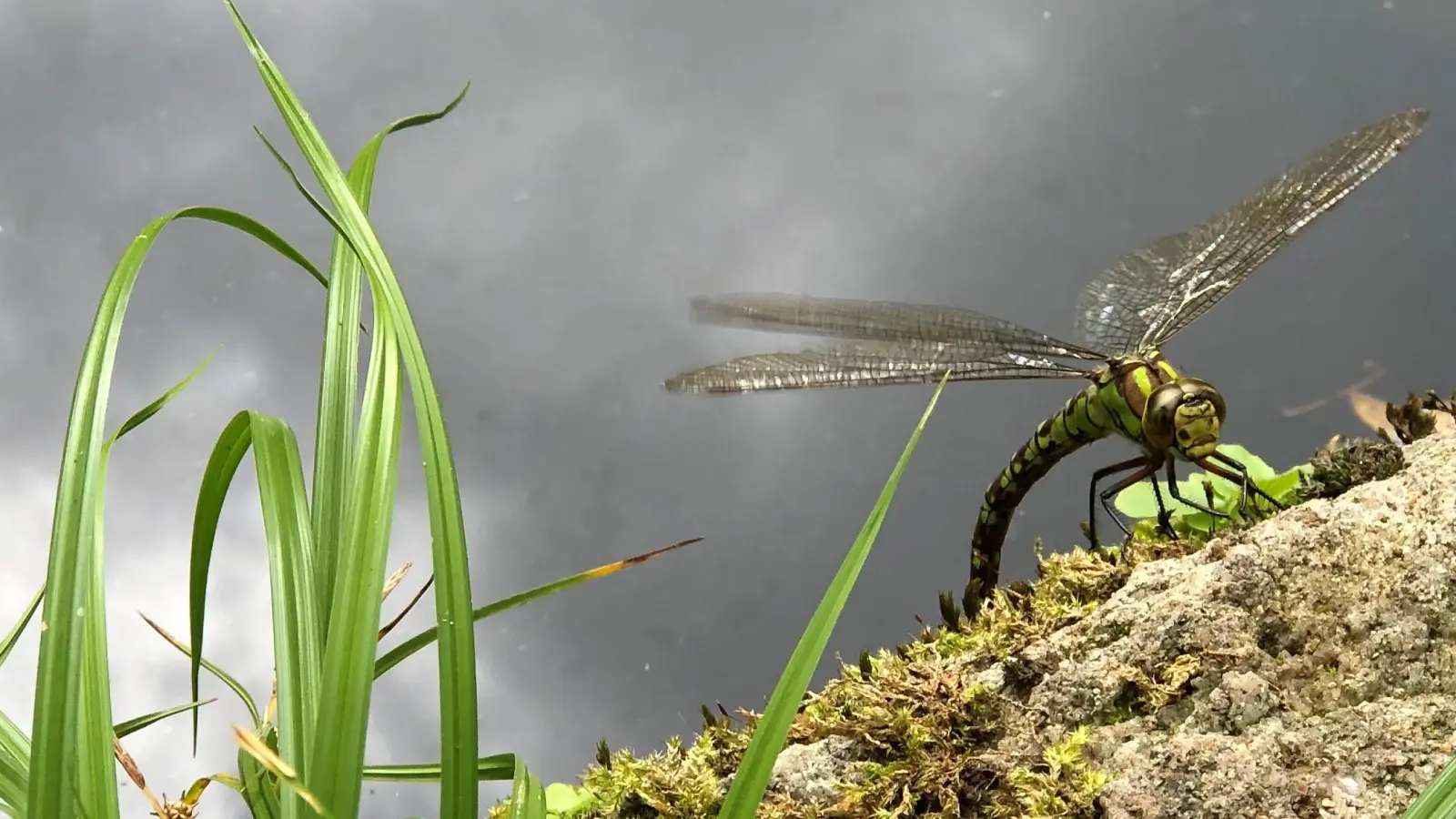 Wo ein Tümpel ist, ist viel Leben. Libellen, hier zur Eiablage am Boden, gehören zu den spannendsten Fliegern. (Foto: Manfred Blendinger)