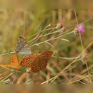 Flügeltanz - gesehen auf dem Hesselberg (Foto: Kurt Kochler)