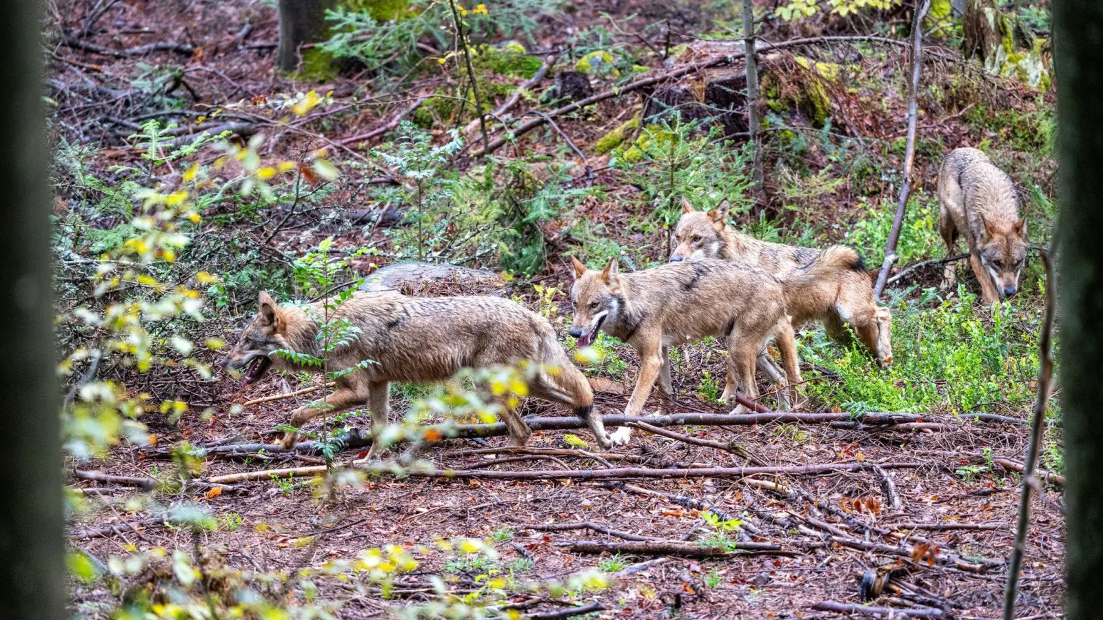 Der leichtere Abschuss von Wölfen in Bayern war vor allem Jagdminister Hubert Aiwanger ein großes Anliegen. (Symbolfoto) (Foto: Armin Weigel/dpa)