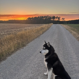 Sonnenuntergang - gesehen in Neidhardswinden (Foto: Christian Vogler)