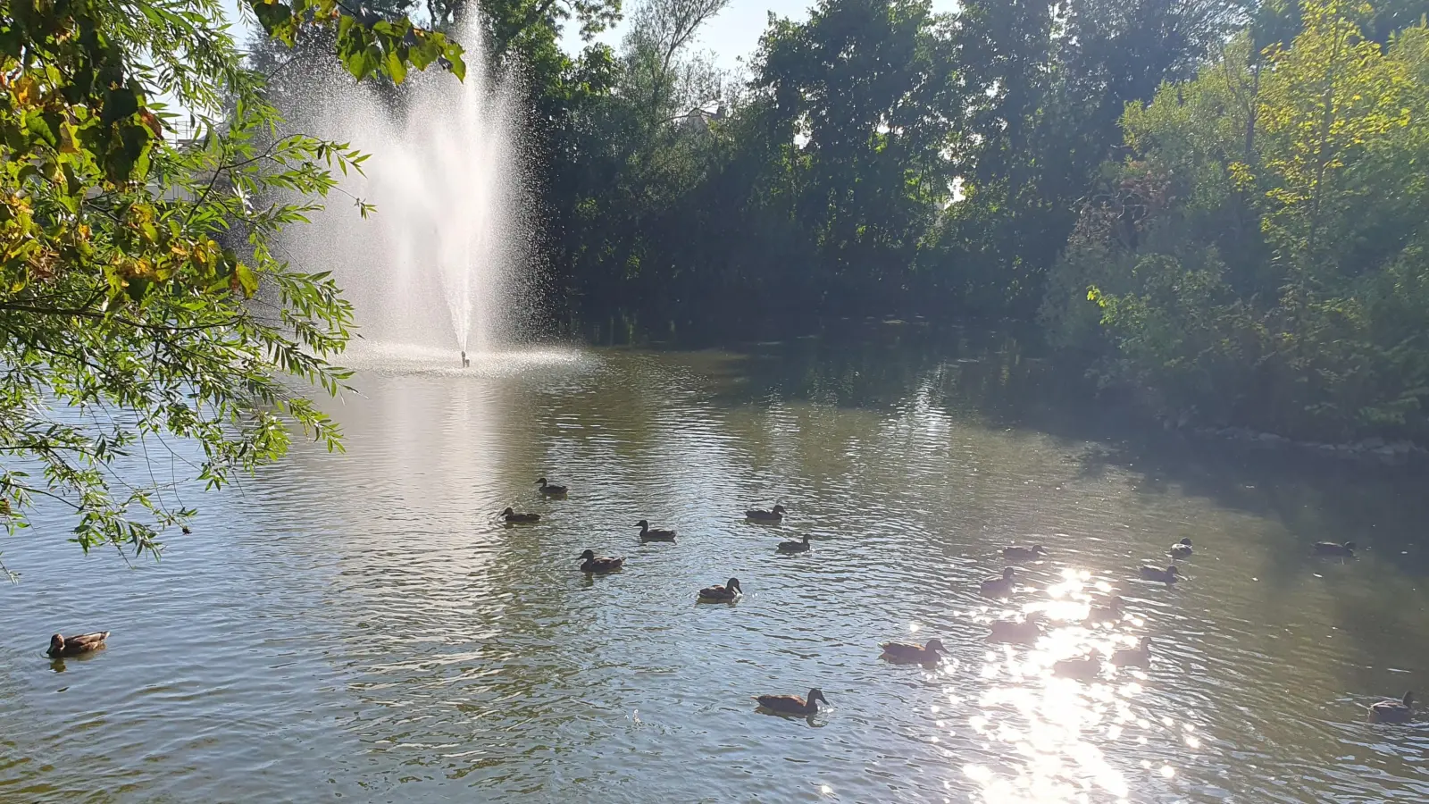 Alle meine Entchen ... - gesehen bei Wassertrüdingen (Foto: Jürgen Hahn)