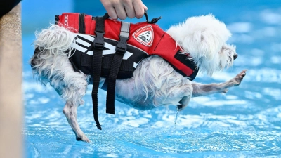 Ein Hund wird von seiner Besitzerin in ein Schwimmbecken im Freibad Sandhofen in Mannheim gehoben. (Foto: Uwe Anspach/dpa)