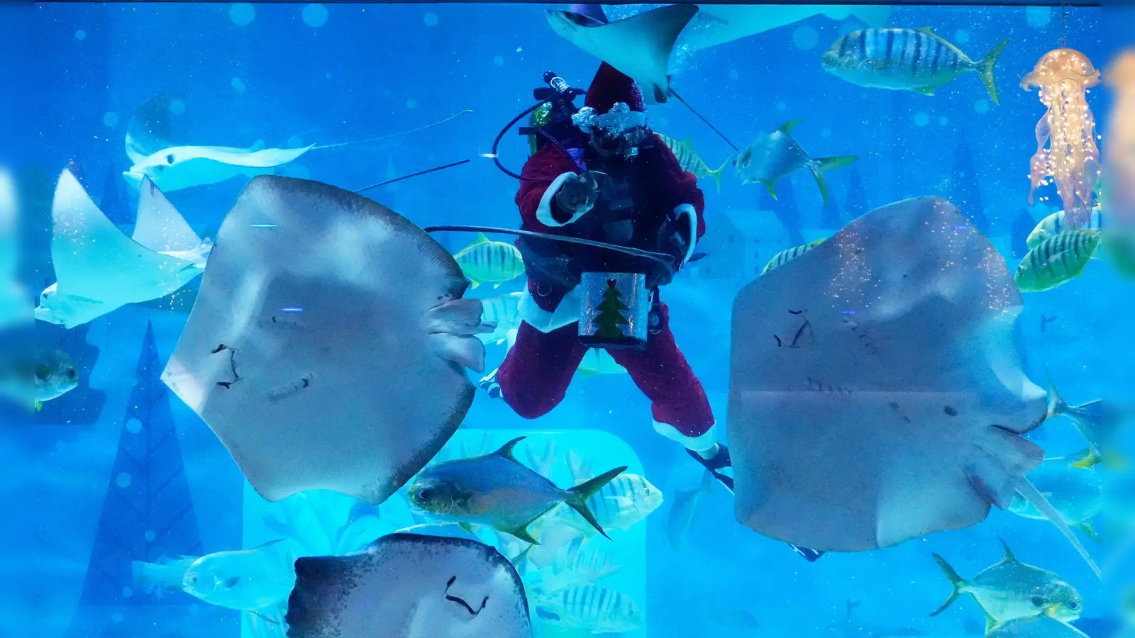 Ein Taucher im Weihnachtsmannkostüm füttert Fische im Coex Aquarium im südkoreanischen Seoul. (Foto: Ahn Young-joon/AP/dpa)