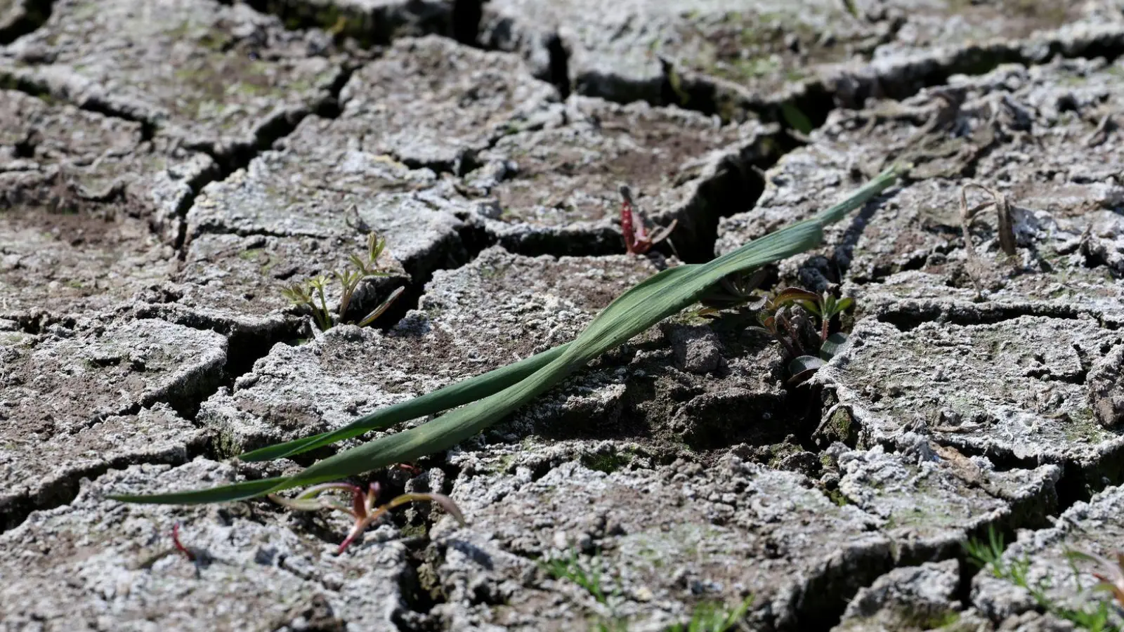 Die aktuelle Trockenheit und Hitze hat in weiten Teilen Bayerns bereits unverkennbare Spuren hinterlassen. (Illustration) (Foto: Bernd Wüstneck/dpa)