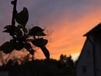 Abendrot mit Scherenschnitt - gesehen in Hornau (Foto: Friedrich Stahl)