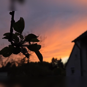 Abendrot mit Scherenschnitt - gesehen in Hornau (Foto: Friedrich Stahl)