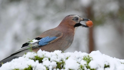 Der Eichelhaeher legt im Winter Futternester an.  (Foto: Olaf Broders, LBV Bildarchiv)