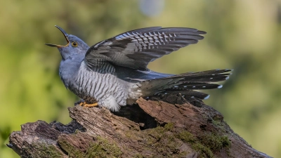 Jetzt kann man den ersten Kuckuck des Jahres dem LBV melden. (Foto: Angsar Forster)