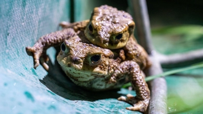 Wegen der Kälte sind die meisten Amphibien in diesem Jahr erst ab Ende März auf Wanderschaft gegangen.  (Foto: Pia Bayer/dpa)