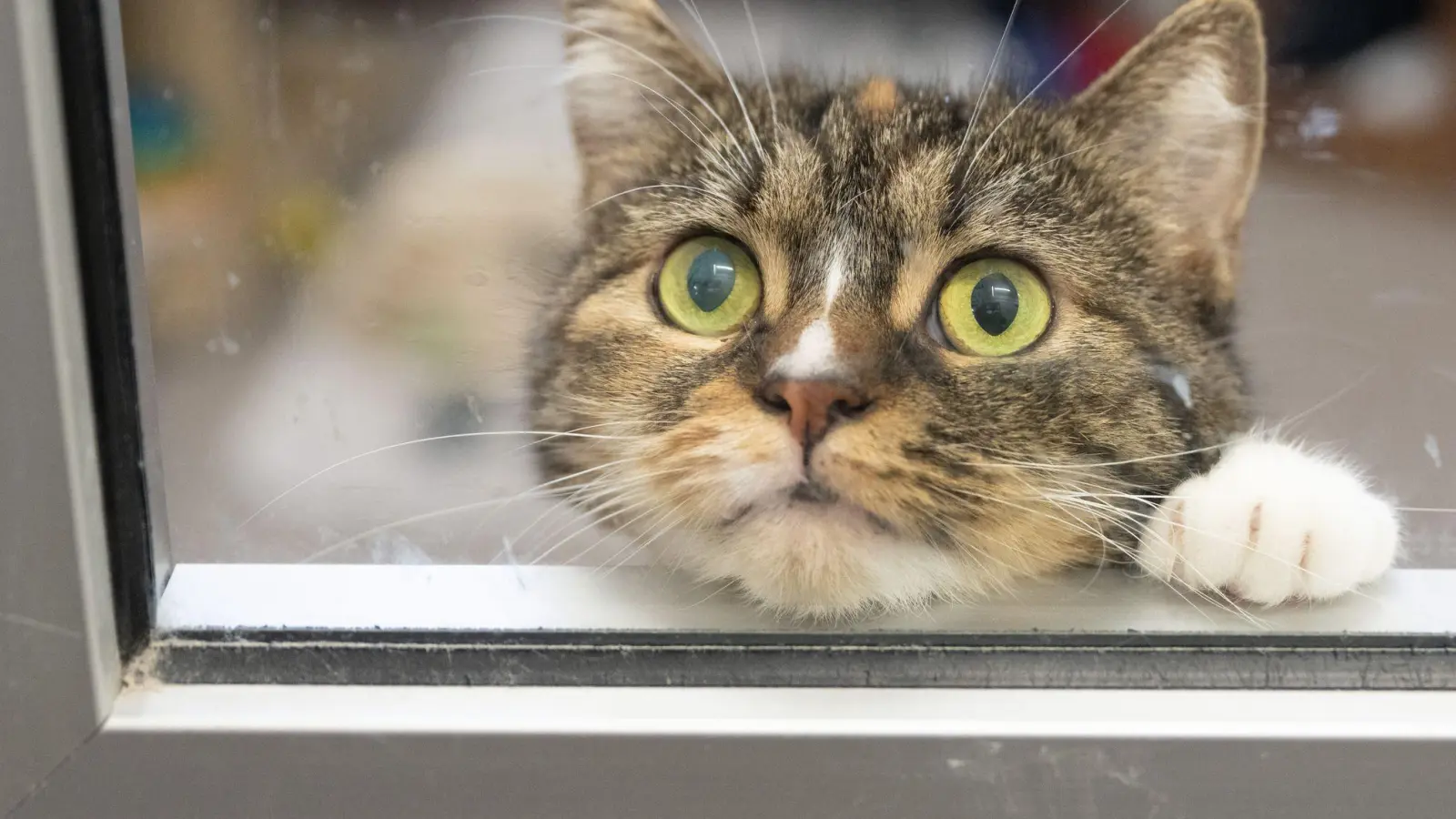 So langweilig: Es gibt aber Möglichkeiten, damit Katzen in der Wohnung auch im Herbst gut beschäftigt sind. (Foto: Boris Roessler/dpa/dpa-tmn)