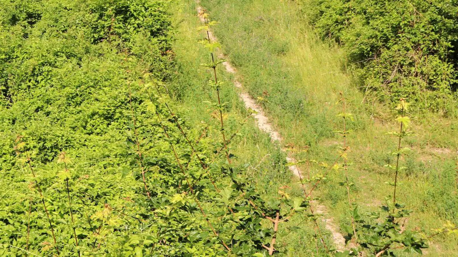 Der Verkehr rollt nun um die Berge herum: Dieser ehemalige Streckenabschnitt der Autobahn A 4 soll bald offizieller Wanderweg sein. (Foto: Deike Uhtenwoldt/dpa-tmn)