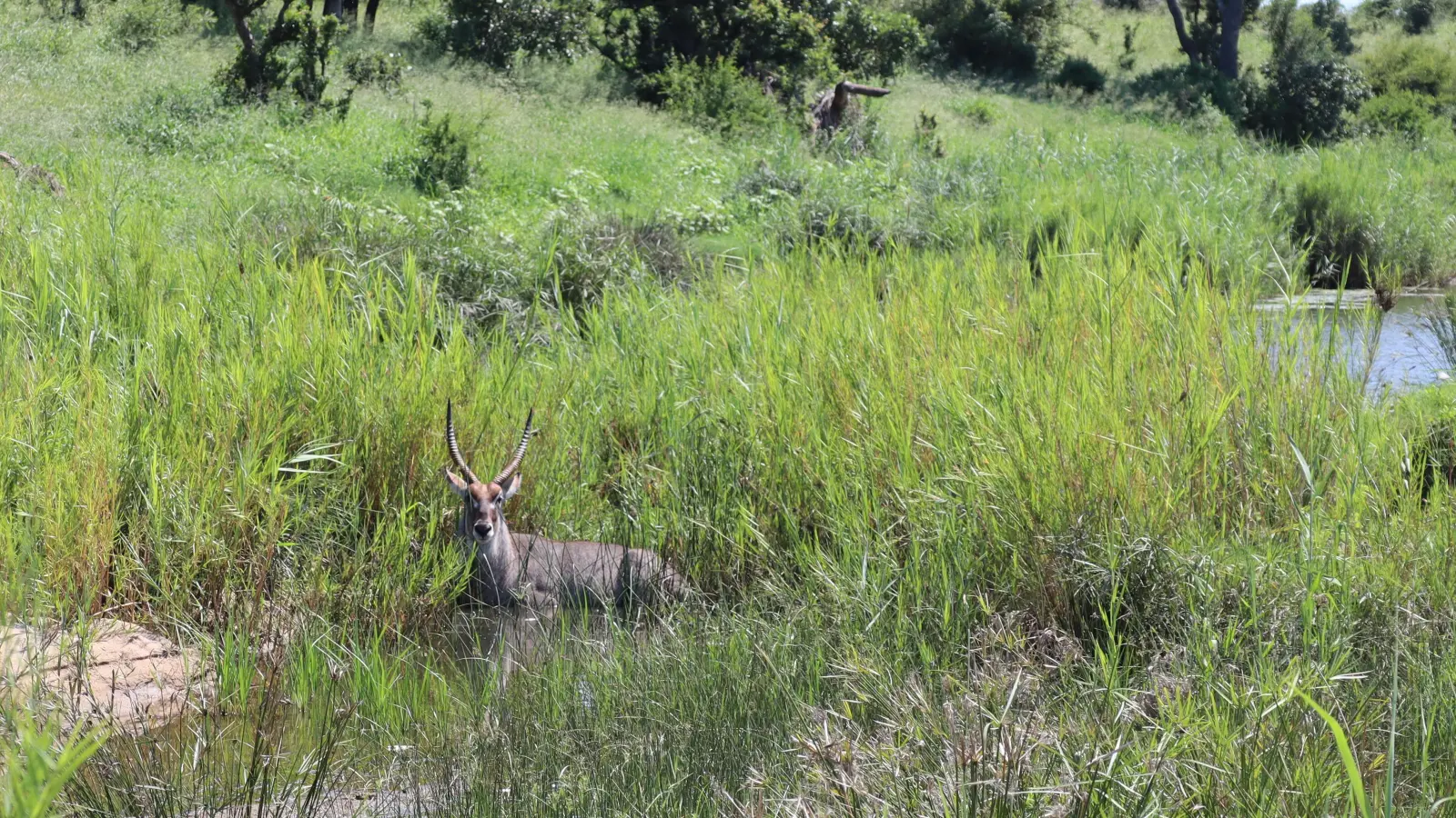 Ob Wasserböcke ... (Foto: Gudrun Bayer)