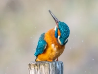 Ein Eisvogel - gesehen bei Forst. (Foto: Herbert Nitsche)