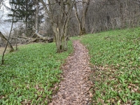 Grüner Teppich - gesehen am Hesselberg (Foto: Carmen Schneeberger)