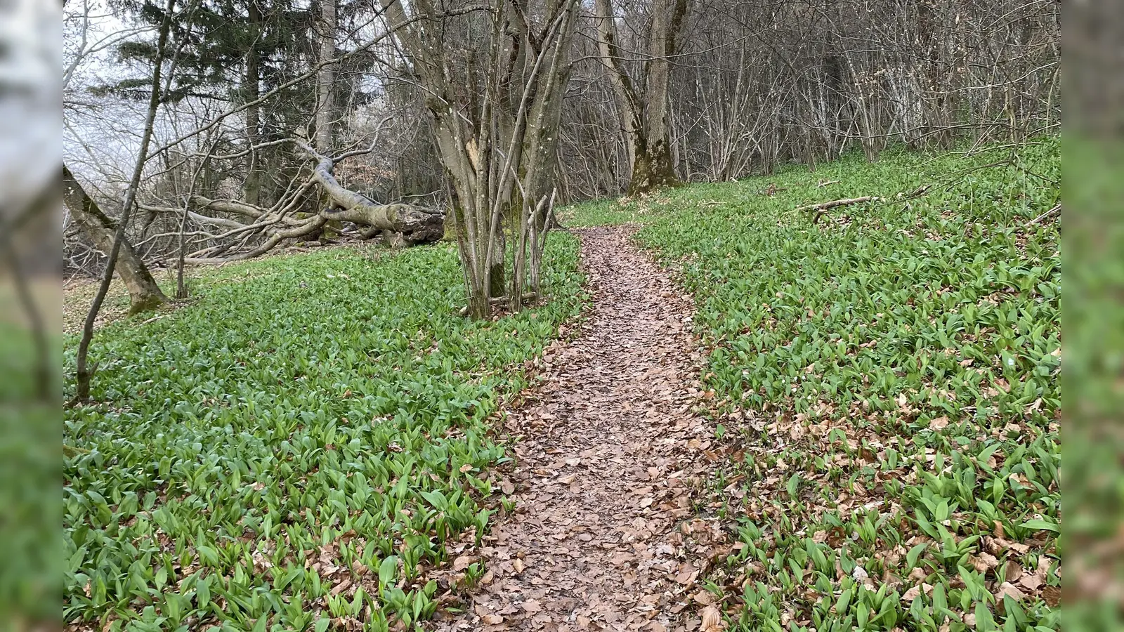 Grüner Teppich - gesehen am Hesselberg (Foto: Carmen Schneeberger)