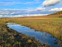 Frühlingserwachen - gesehen in Ickelheim (Foto: Uschi Wendel)