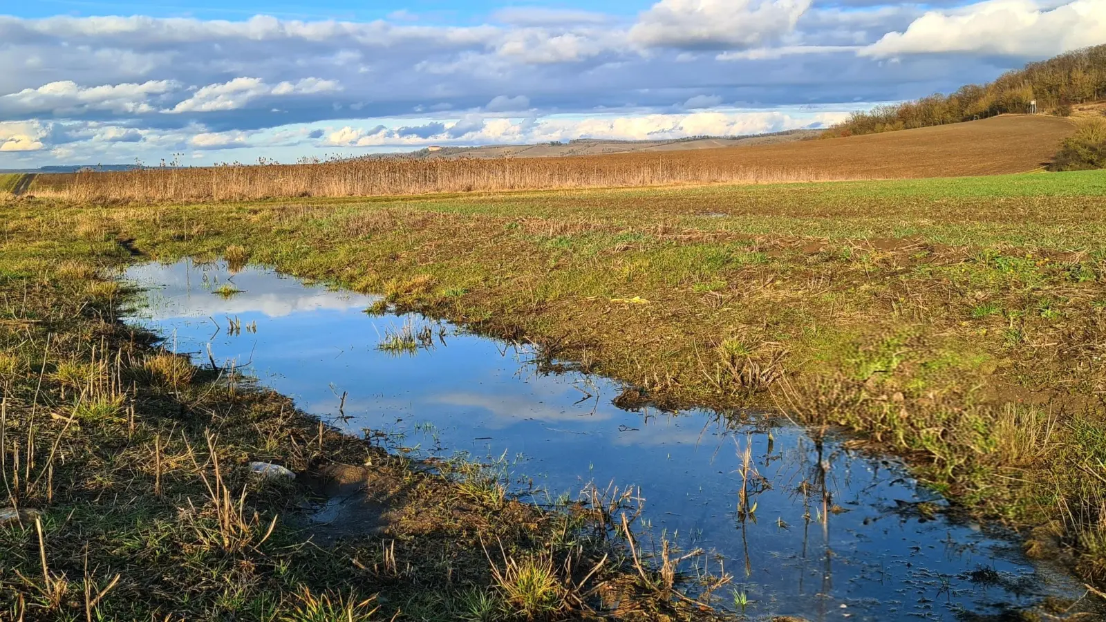 Frühlingserwachen - gesehen in Ickelheim (Foto: Uschi Wendel)