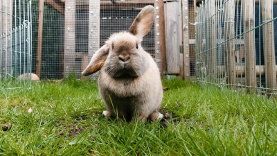 Kaninchen fühlen sich im Freien wohl, müssen im Sommer aber ausreichend vor Sonne und hohen Temperaturen geschützt werden. (Foto: Markus Scholz/dpa-tmn)
