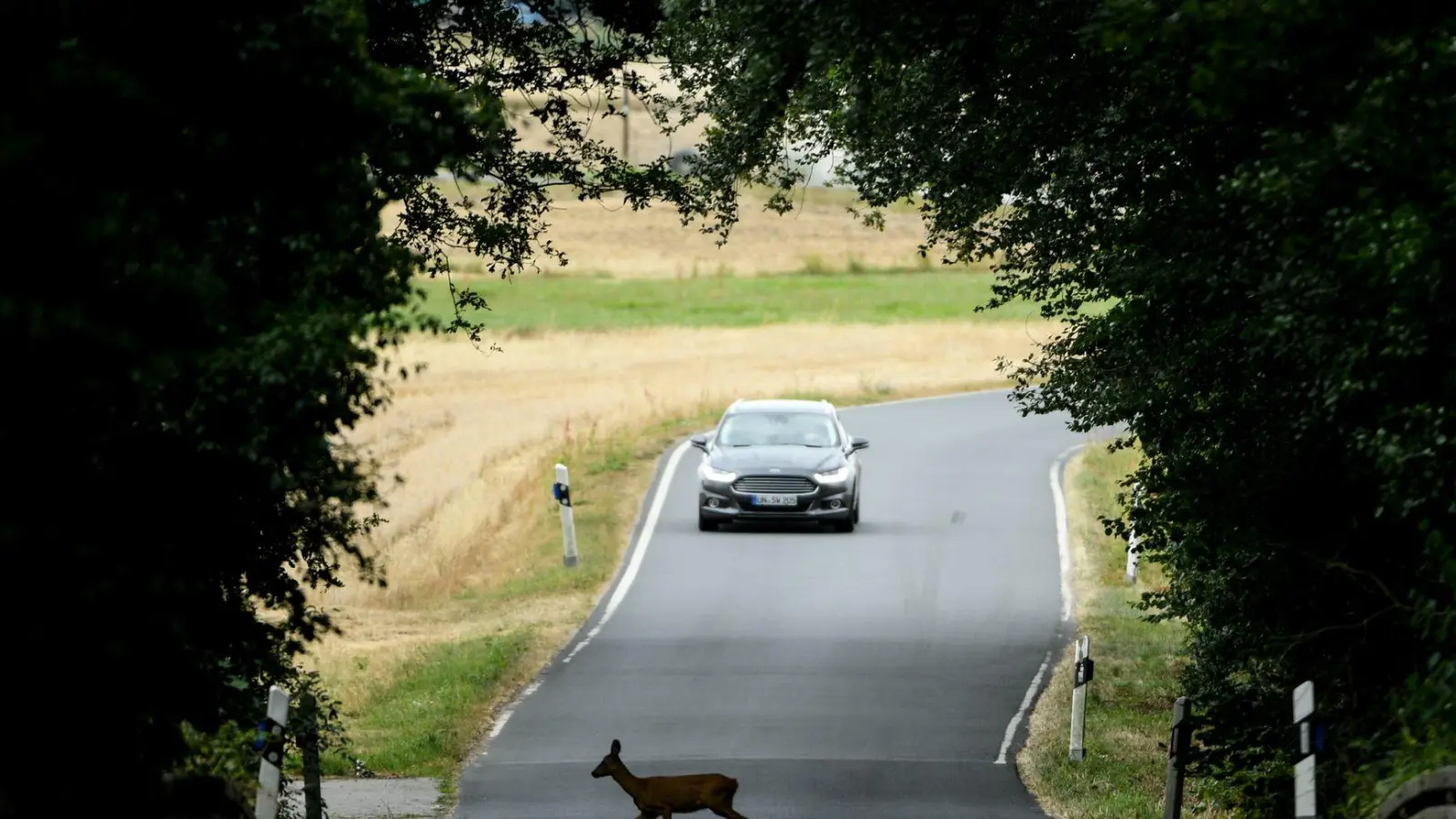 Als Rehe auf der Straße unterwegs waren, kam es laut Polizei zum Unfall. (Symbolbild) (Foto: Arne Dedert/dpa/dpa-tmn)