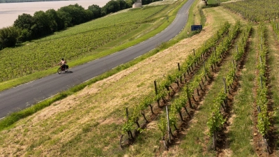 Höhepunkt der Radreise: Unterwegs zwischen den Weinbergen um Bayon-sur-Gironde. (Foto: Andreas Drouve/dpa-tmn)