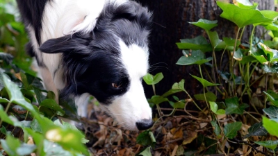 Ein Border Collie schnüffelt sich durch sein Revier. Vergiftete oder mit gefährlichen Gegenständen gespickte Köder jagen Hundefreunden immer wieder Angst ein. (Foto: Maurizio Gambarini/dpa/dpa-tmn)