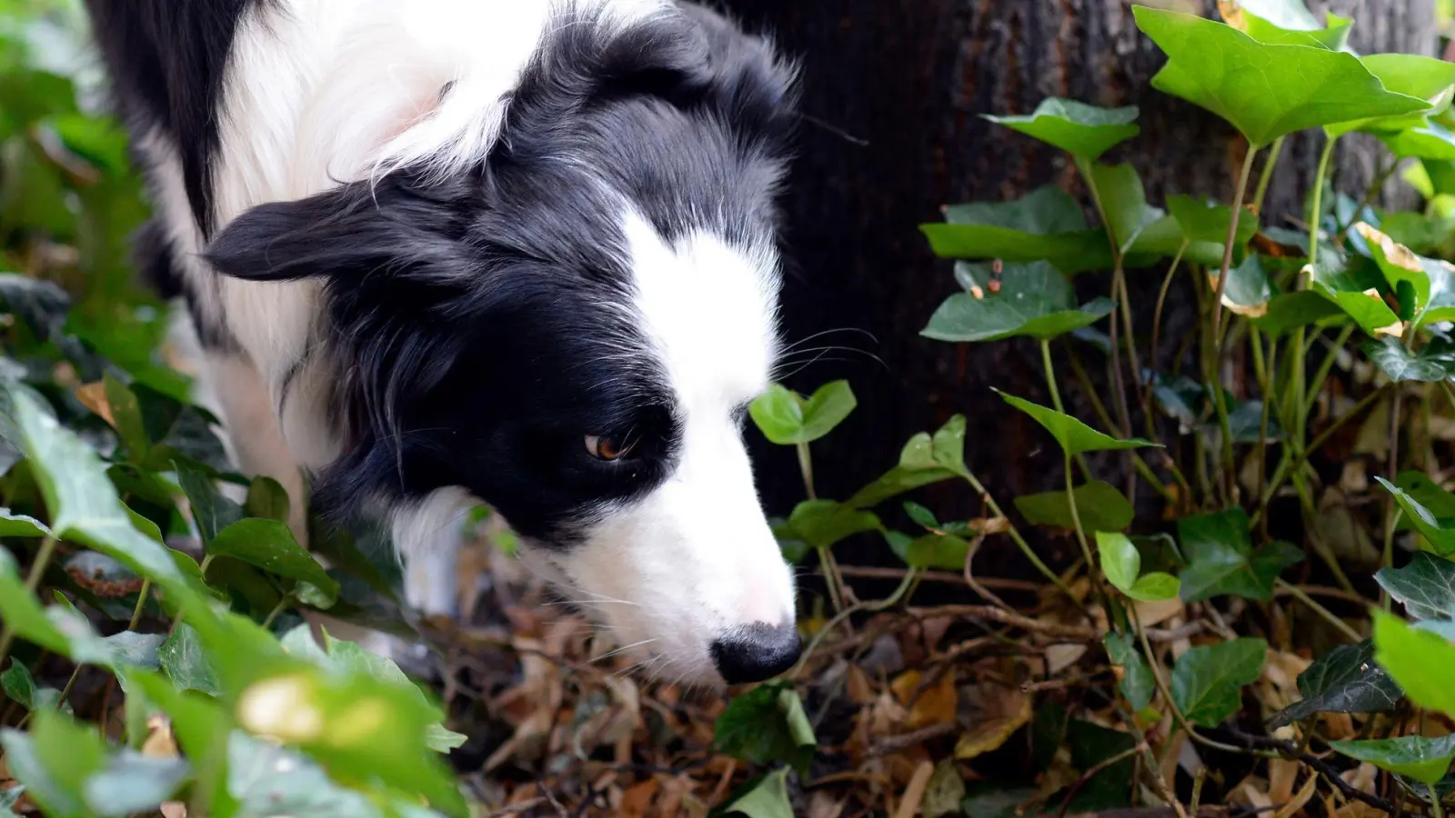 Ein Border Collie schnüffelt sich durch sein Revier. Vergiftete oder mit gefährlichen Gegenständen gespickte Köder jagen Hundefreunden immer wieder Angst ein. (Foto: Maurizio Gambarini/dpa/dpa-tmn)