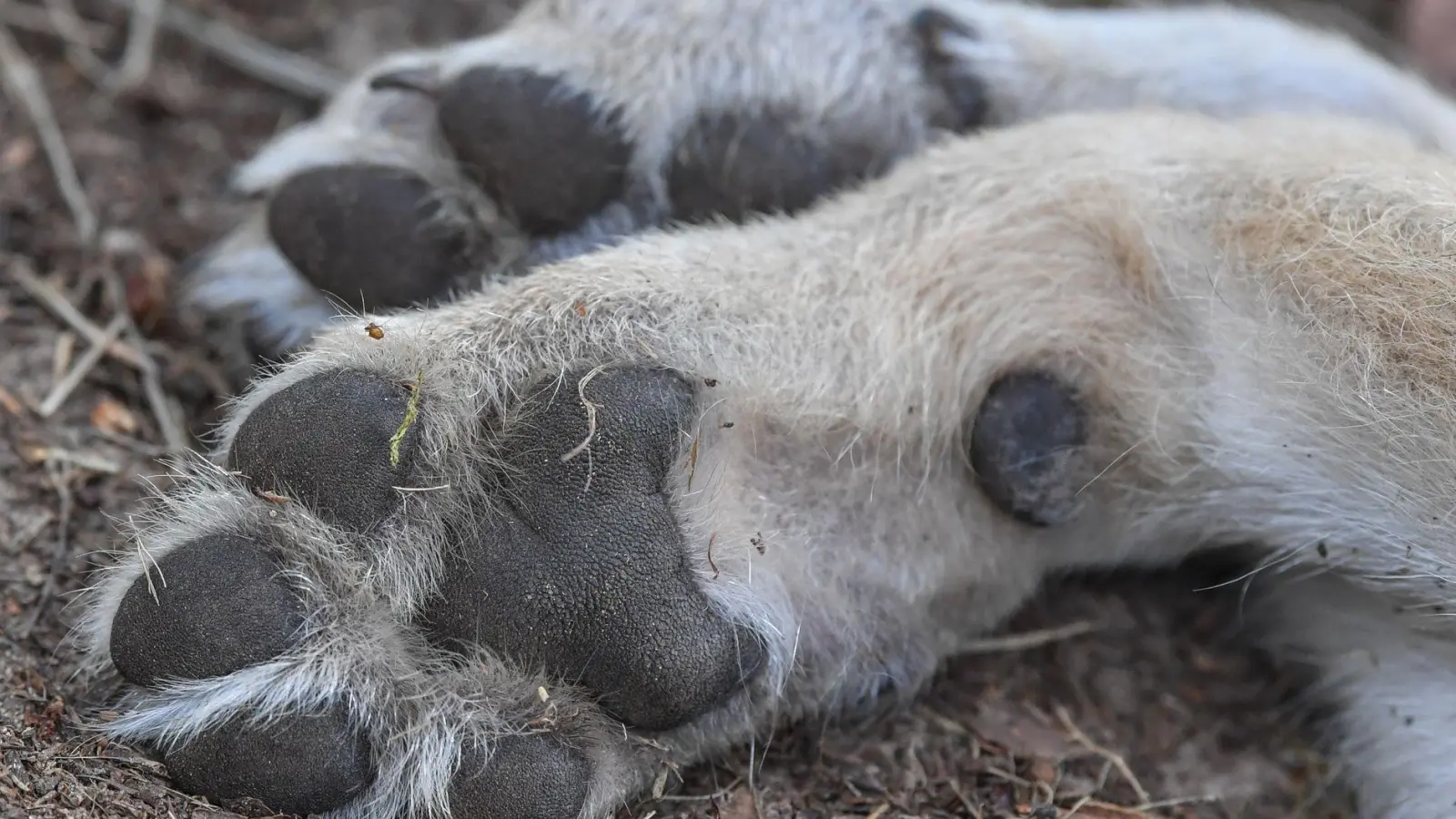 Ein im Landkreis Regensburg gefundener toter Wolf könnte erschossen worden sein.(Symbolbild)  (Foto: Patrick Pleul/dpa)