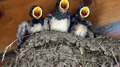 Schwalben im Nest. (Foto: Rainer Jensen/dpa)