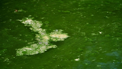 Eine erhöhte Blaualgen-Konzentration hat jetzt für den Krummweiher zu einer drastischen Regelung geführt. Zu erkennen sind Blaualgen mitunter an grünen, schlierenartigen Gebilden nahe der Wasseroberfläche. (Symbolbild: Nicolas Armer/dpa)