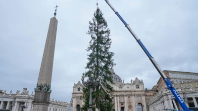 Weihnachtsbaum im Vatikan: eine 29 Meter hohe Rottanne aus dem Dorf Ledro in den Dolomiten wird auf den Petersplatz aufgestellt. (Foto: Gregorio Borgia/AP)