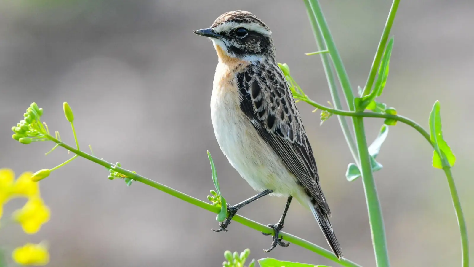 Liegt bisher mit vorn: Das selten gewordene Braunkehlchen. (Foto: Patrick Pleul/dpa)