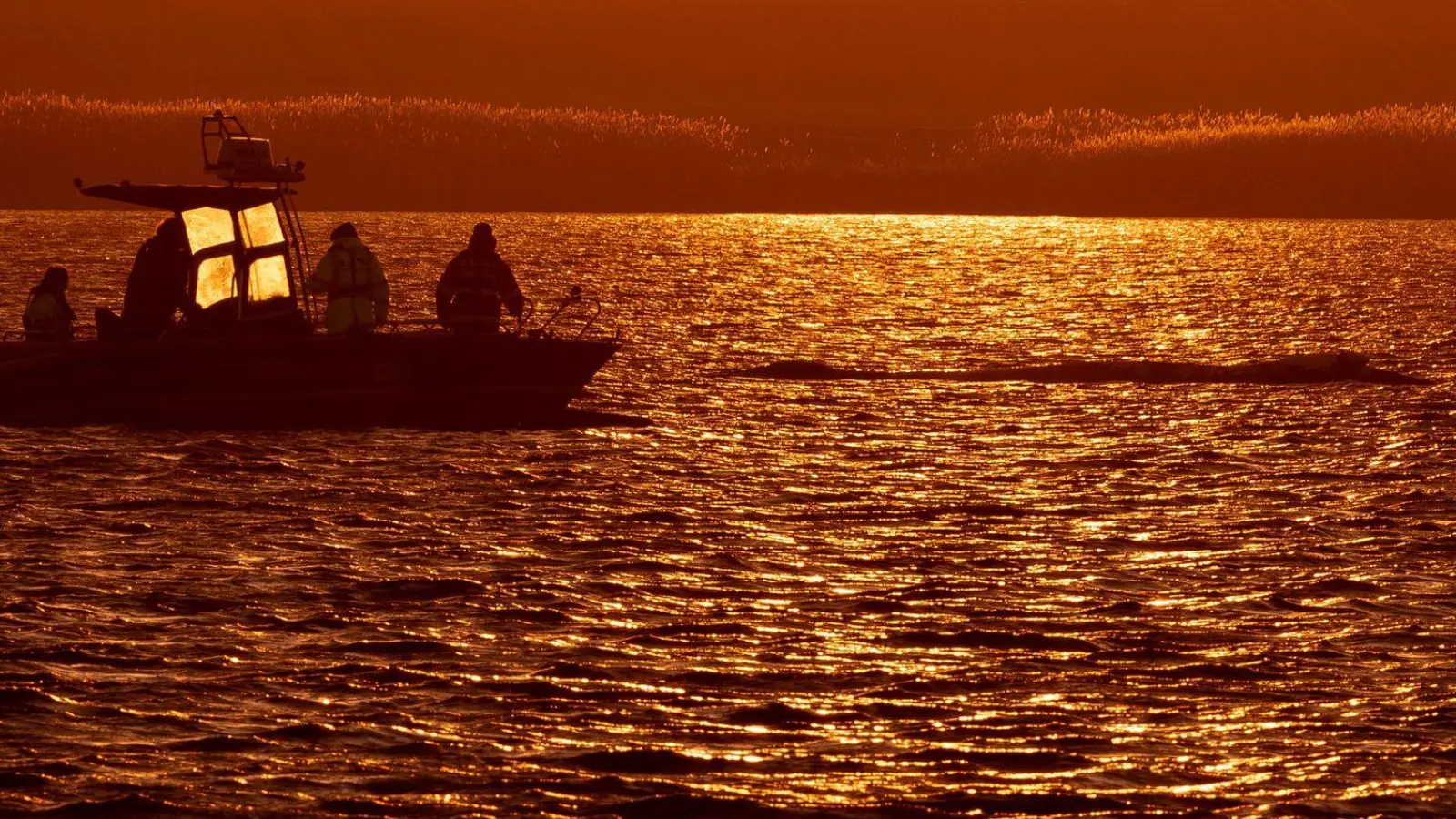 Bis in die Abendstunden arbeiteten die Helfer am Wal. (Foto: Jens Büttner/dpa)