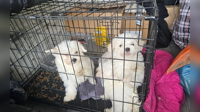 Zollbeamte entdeckten auf der A3 bei Würzburg mehrere verängstigte Hundewelpen ohne Papiere. (Foto: -/Hauptzollamt Schweinfurt/dpa)