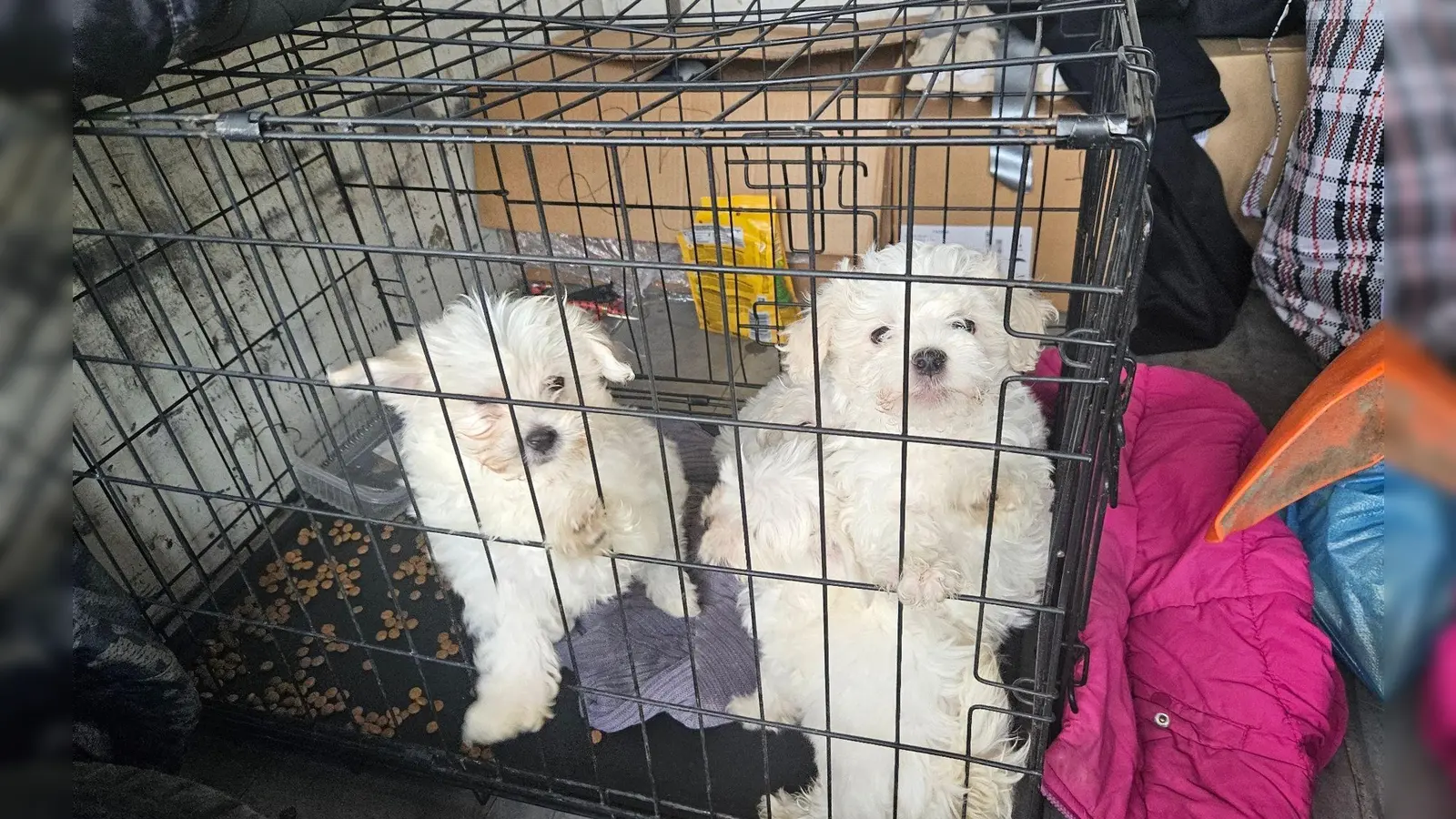 Zollbeamte entdeckten auf der A3 bei Würzburg mehrere verängstigte Hundewelpen ohne Papiere. (Foto: -/Hauptzollamt Schweinfurt/dpa)