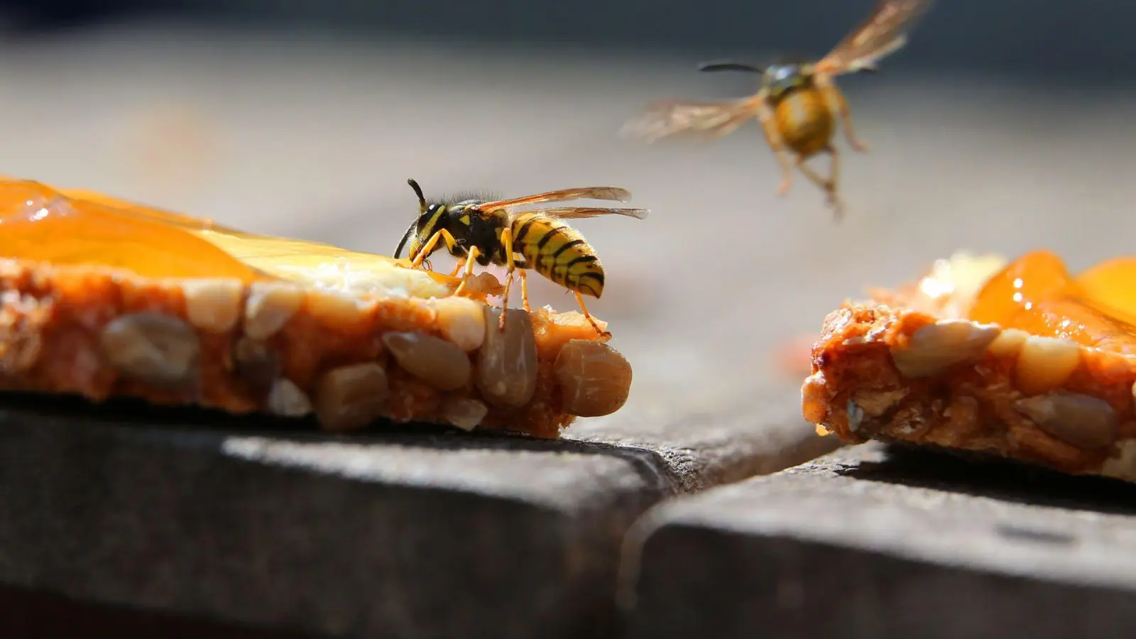 Wegen des warmen und trockenen Frühlings sind viele Wespen in Bayern unterwegs. (Archivbild) (Foto: Karl-Josef Hildenbrand/dpa/dpa-tmn)