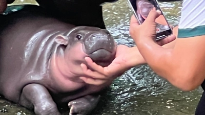 Die putzige Mimik von Moo Deng hat sie zum Internet-Star gemacht. (Foto: Carola Frentzen/dpa)