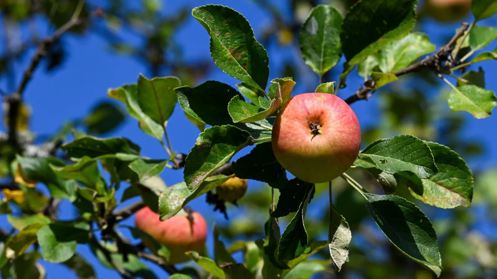 Äpfel sind das mit Abstand am meisten geerntete Baumobst in Deutschland. (Archivbild) (Foto: Jens Kalaene/dpa)