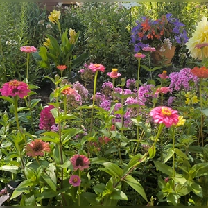 Ein prächtiger Sommergarten - gesehen in Rothenburg (Foto: Rosi Pöbel)