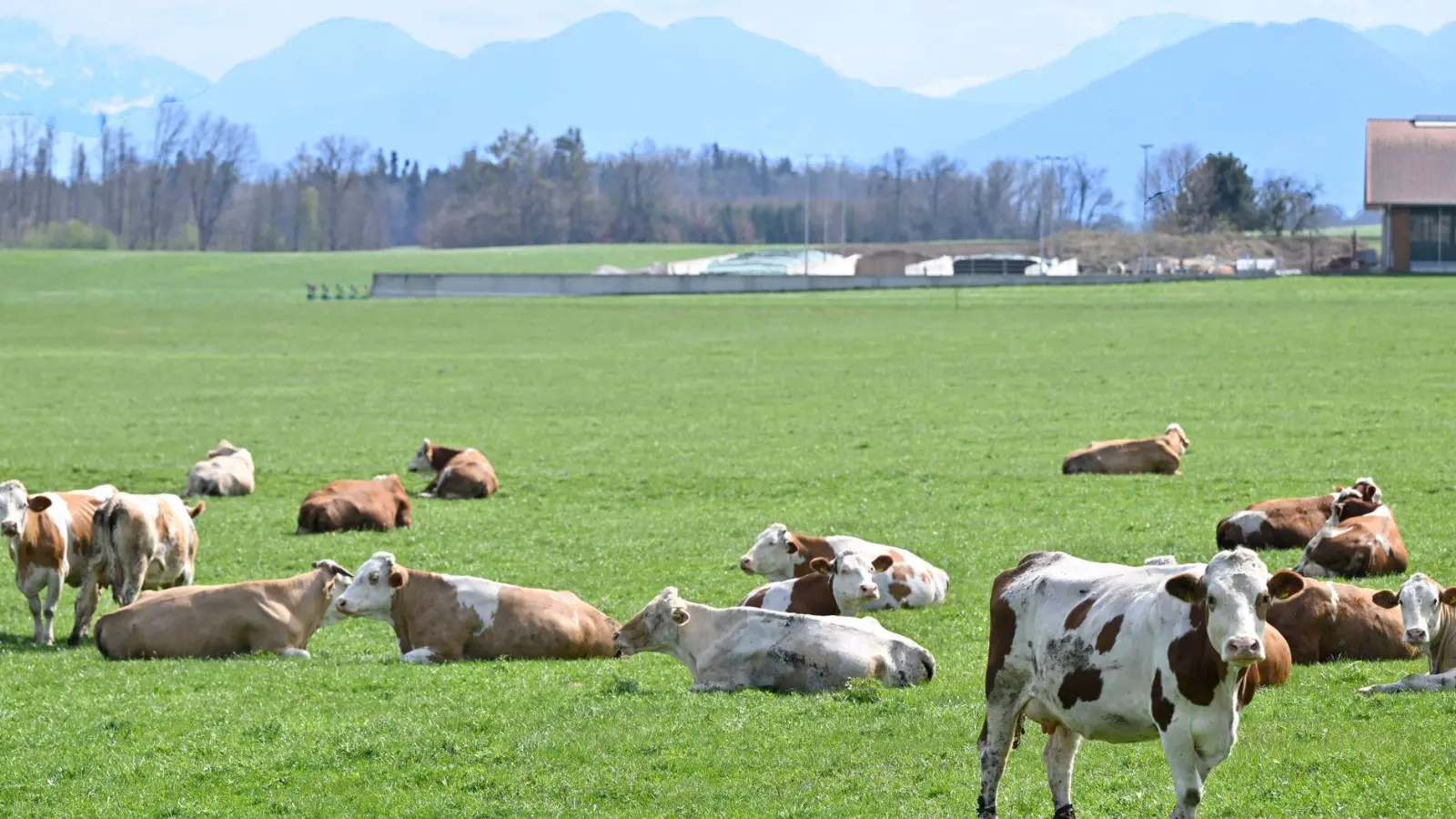 Auch auf Bayerns Weiden werden Rinder seltener. Das „Alpenfleckvieh“ - so der offizielle Name - ist ein sogenanntes Doppelnutzungsrind, das sowohl für Fleisch- als auch Milchproduktion gezüchtet wird. Die in Norddeutschland üblichen schwarz-bunten Holsteinrinder hingegen sind Milchkühe. (Symbolbild) (Foto: Uwe Lein/dpa)