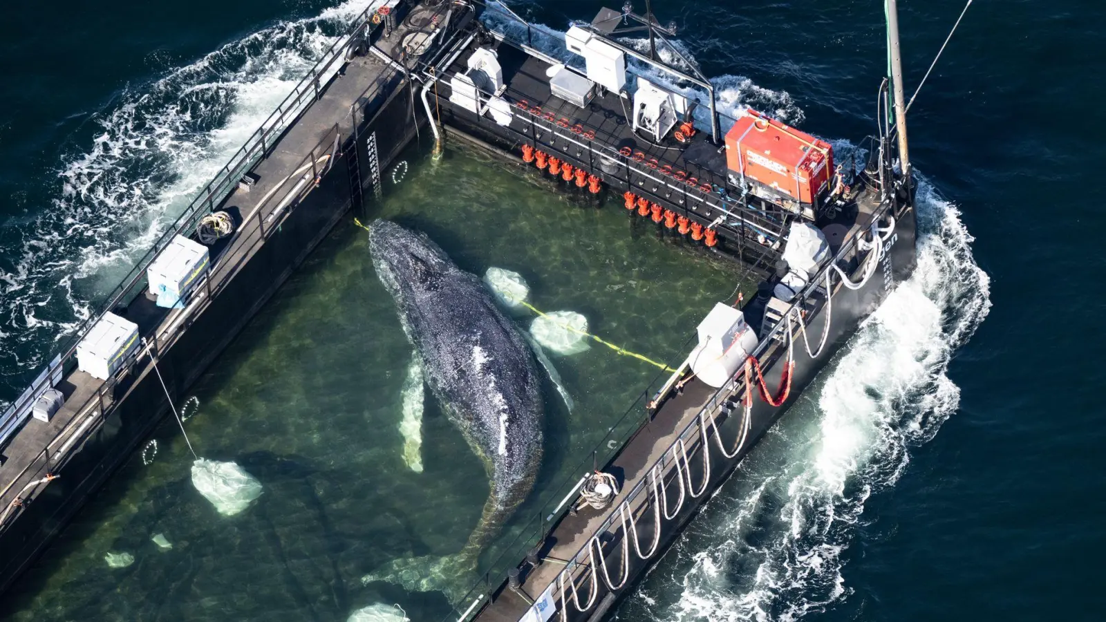 Der Wal wurde in einem gefluteten Lastschiff Richtung Nordsee gebracht. (Archivbild)  (Foto: Philip Dulian/dpa)