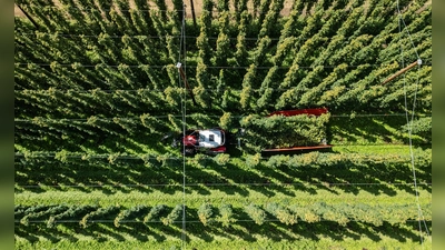 Hopfenernte in der baden-württembergischen Anbauregion Tettnang. (Symbolbild) (Foto: Silas Stein/dpa)