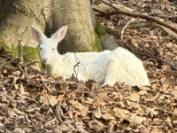 Weißes Reh - gesehen in Obersachsen (Foto: Christian Haag)