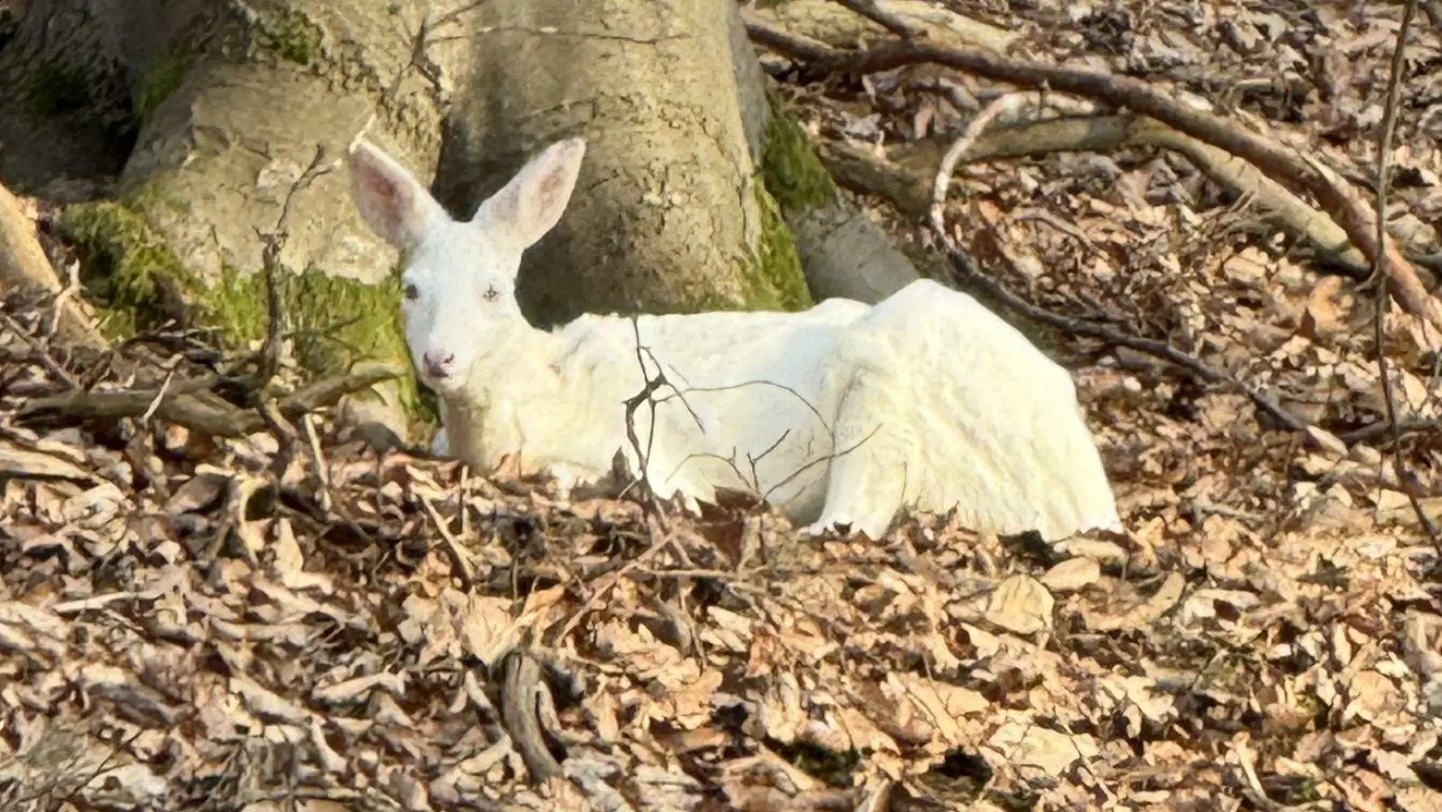 Weißes Reh - gesehen in Obersachsen (Foto: Christian Haag)